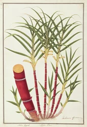 Sugar Cane, Teboo Gagak, from Drawings of Plants from Malacca, c.1805-18